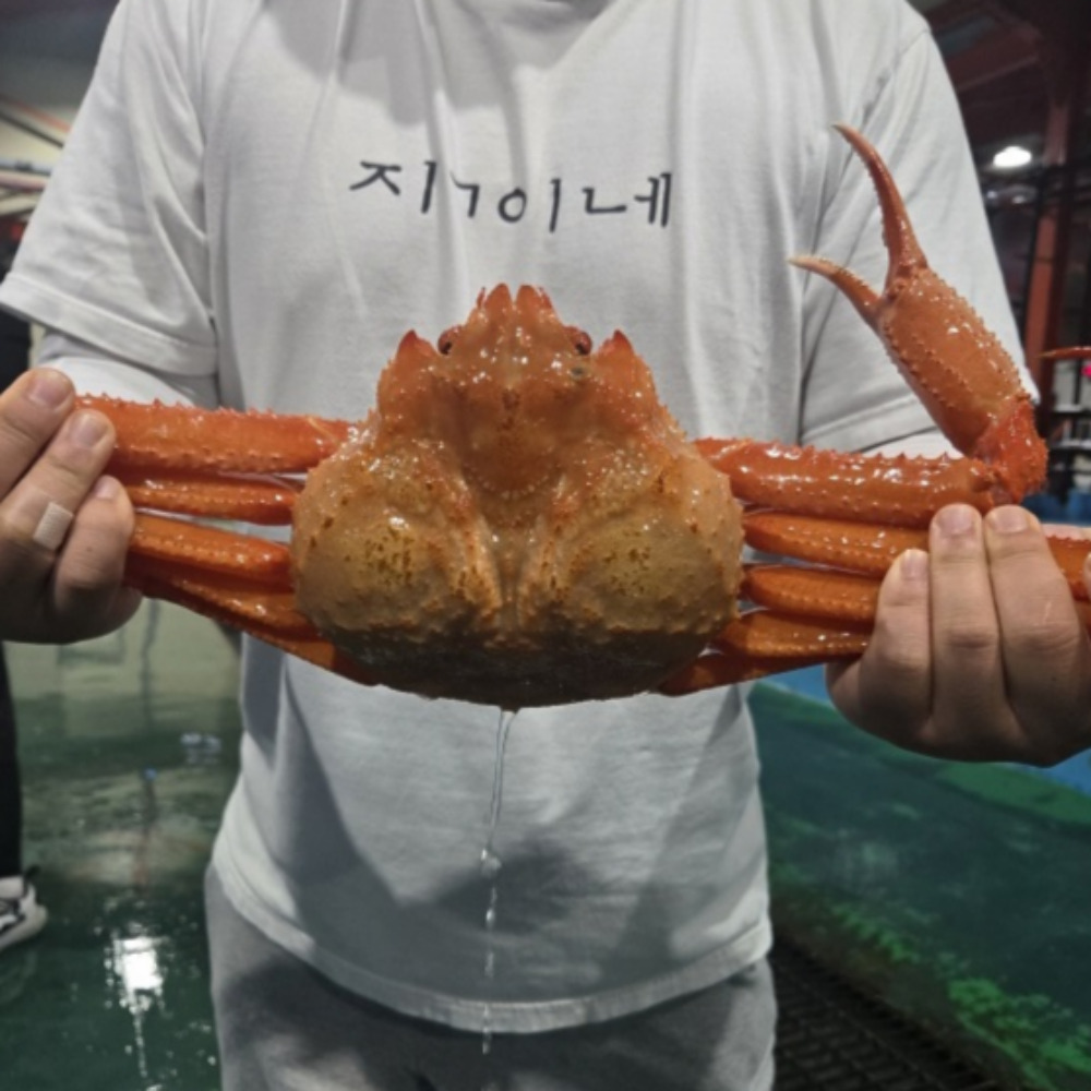 타이탄홍게 러시아 자숙 박달 자이언트 홈파티 제철 - 상품 이미지