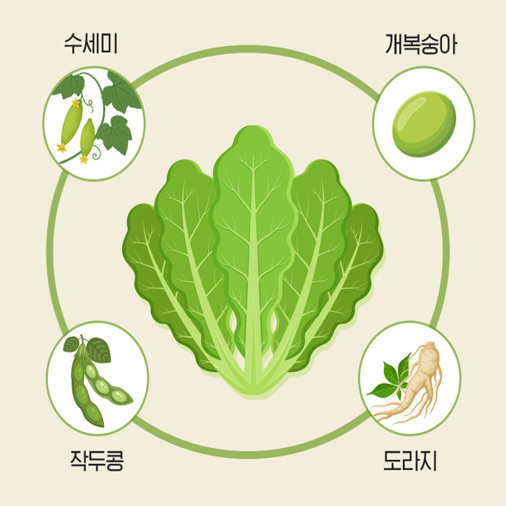 하루진 곰보배추 시럽 15gX15포 어린이 곰보배추즙 수세미 작두콩 15포, 6개 - 상세 이미지 4