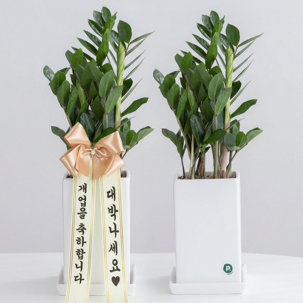 금전수 돈나무 개업 축하화분배달 개업식화분 선물 집들이 인테리어식물 거실화분꽃 화초 중소형