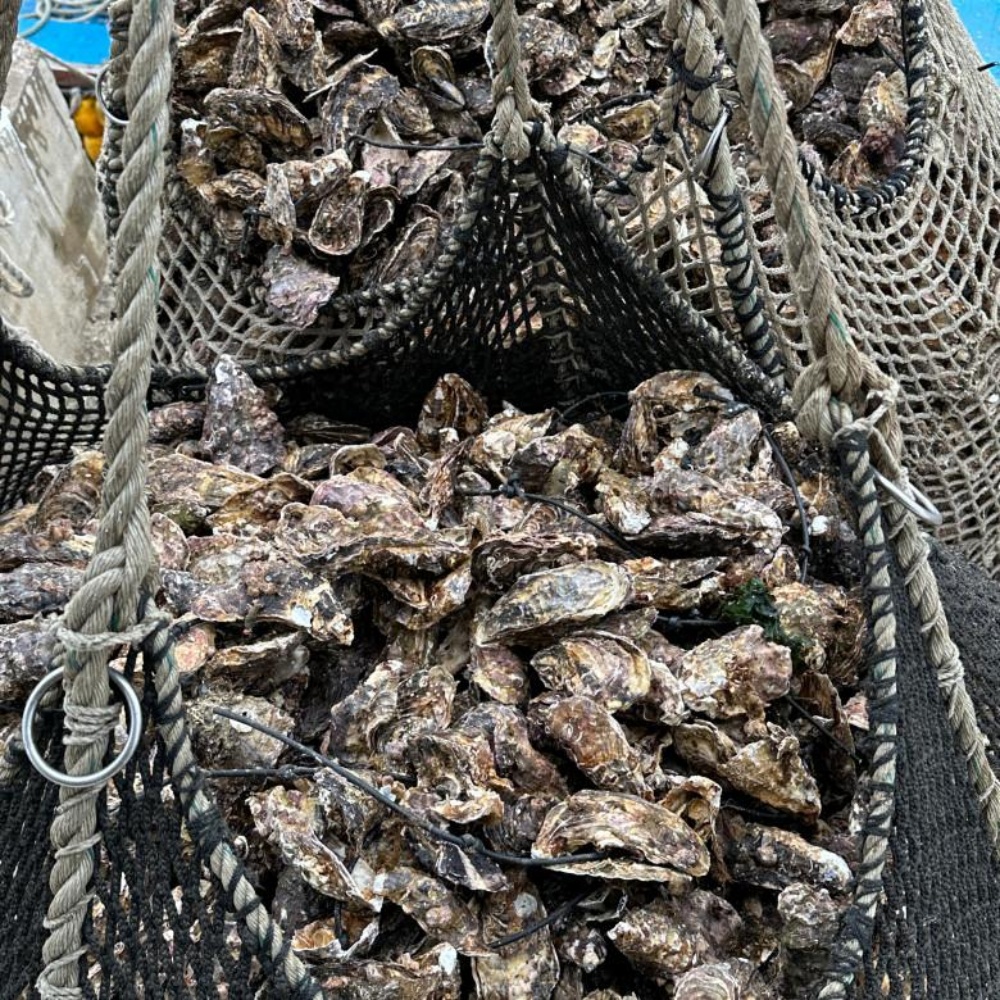 통영 생굴 통영굴 깐 굴 택배 1kg 봉지 세척 김장 남해안 산지직송 이미지 6