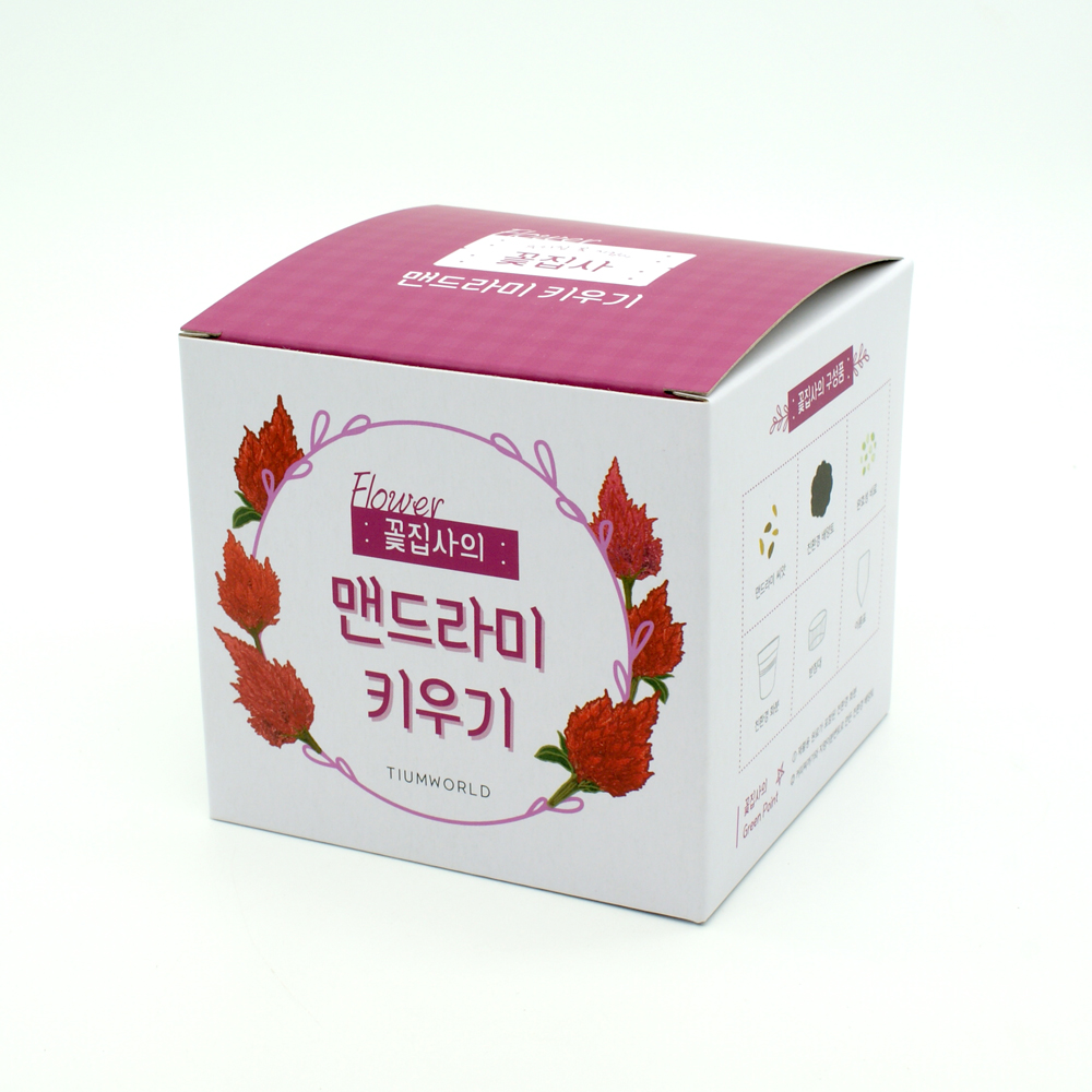 꽃집사 맨드라미 키우기 식물키우기 꽃씨앗 씨앗키트 자연학습 틔움세상 - 상세 이미지 2