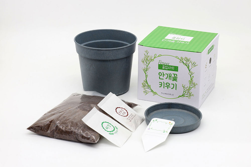 꽃집사 안개꽃 키우기 식물키우기 꽃씨앗 씨앗키트 자연학습 틔움세상 - 상세 이미지 3