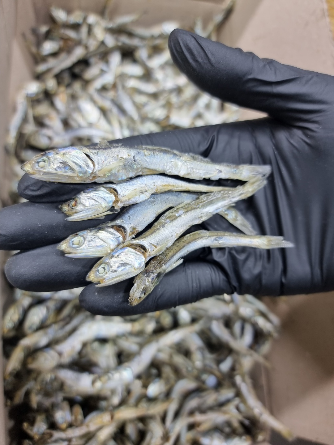 (엄마멸치)국산 남해안 볶음 육수 고추장 찍어먹는 고급 주바멸치(중대멸) 750g, 1개 - 상세 이미지 4