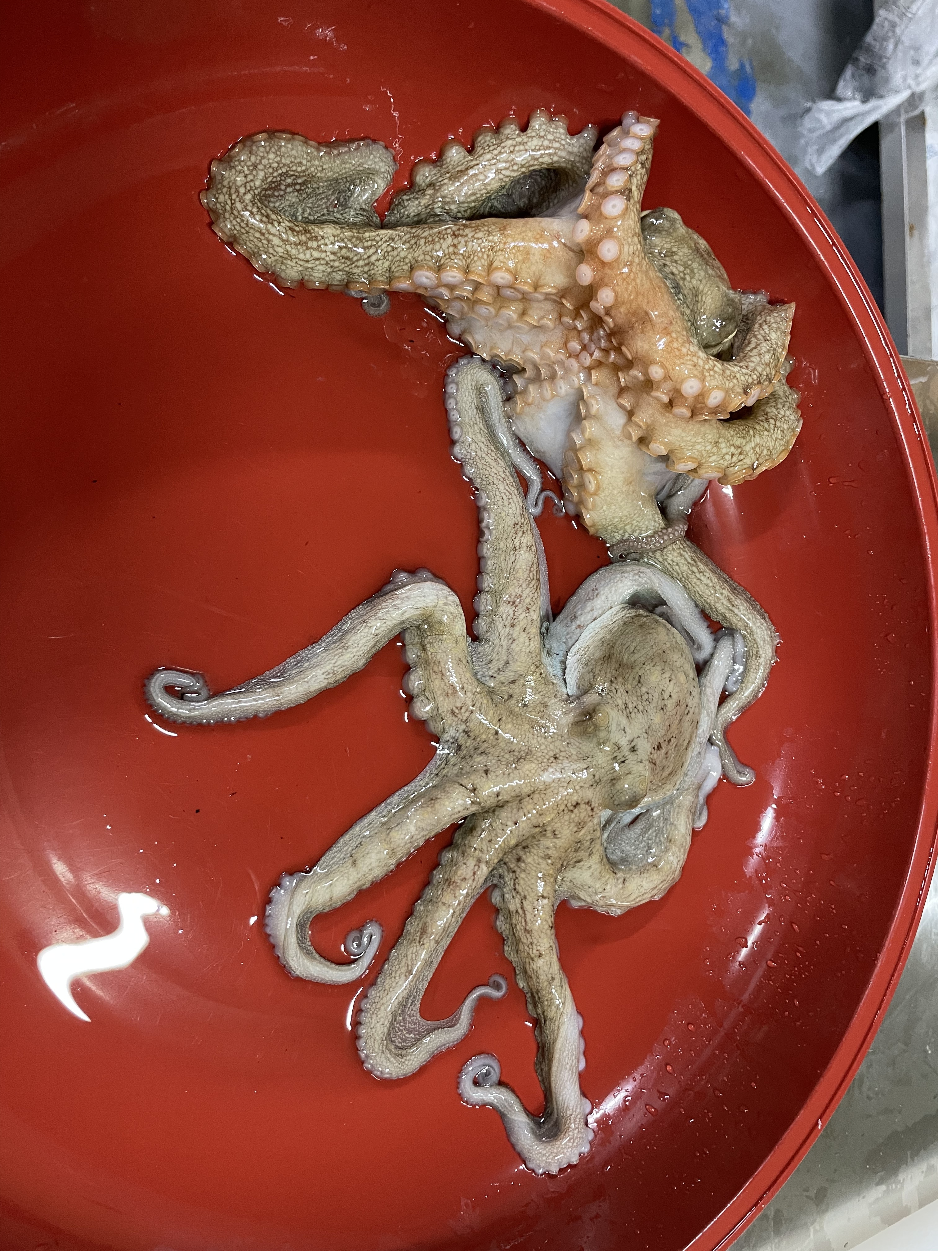 산지직송 자연산 활 문어 돌문어 1kg 1-3미 마릿수 랜덤 - 상세 이미지 4