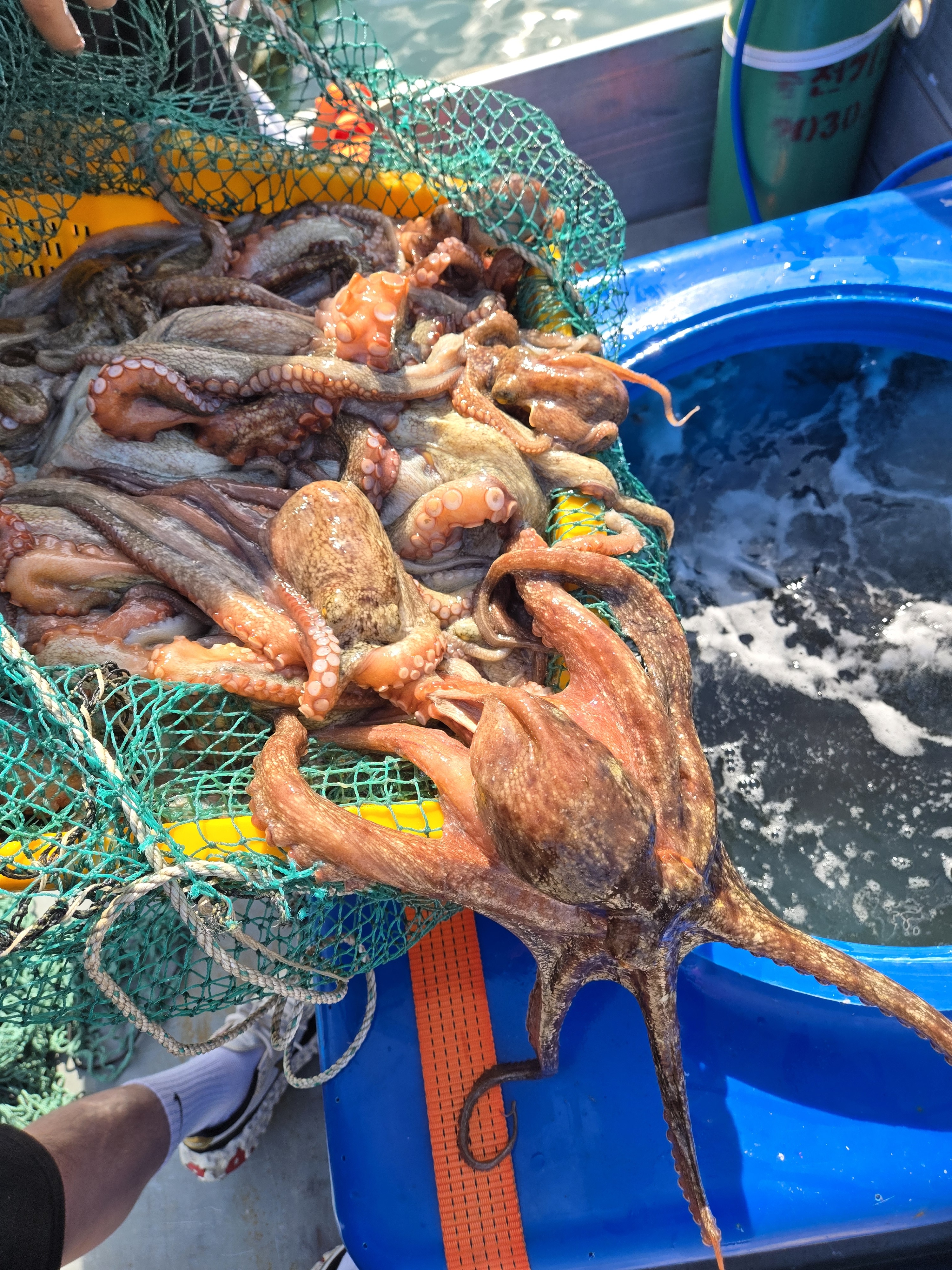 산지직송 자연산 활 문어 돌문어 1kg 1-3미 마릿수 랜덤 - 상세 이미지 3