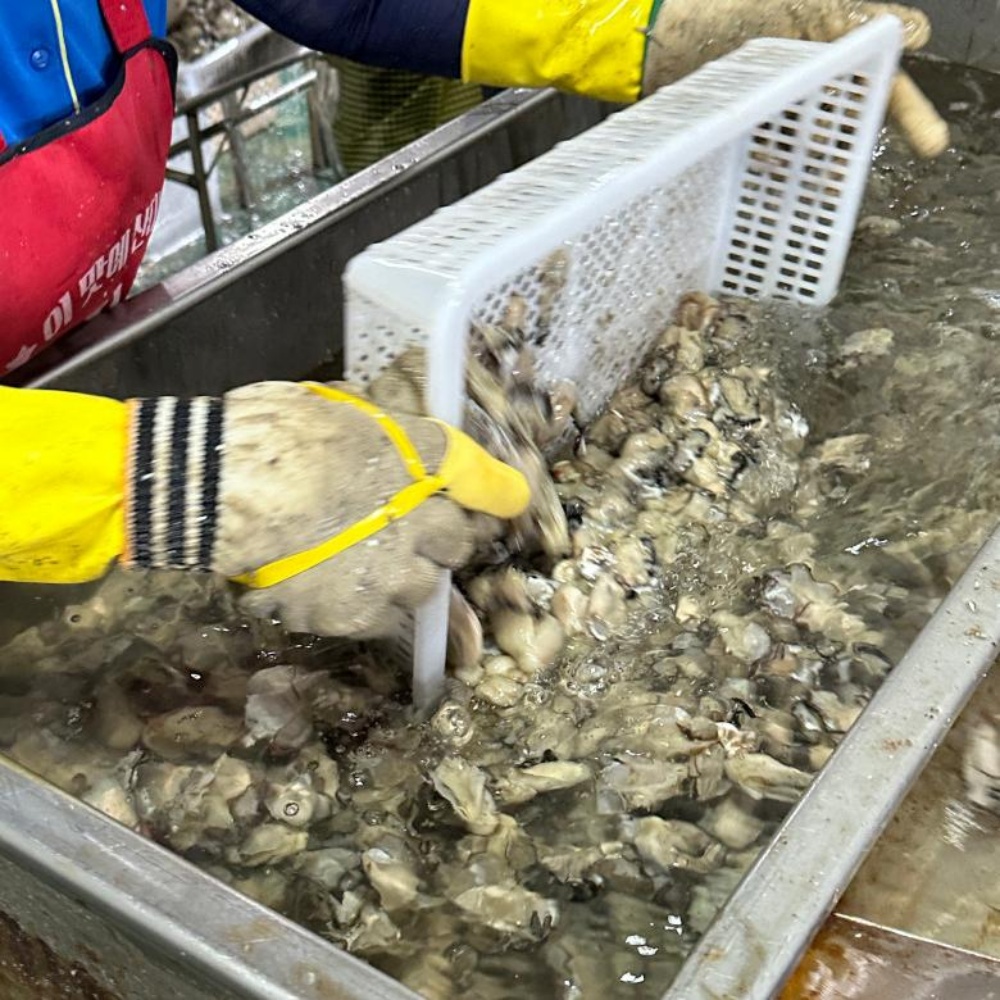 통영 생굴 통영굴 깐 굴 택배 1kg 봉지 세척 김장 남해안 산지직송 이미지 7