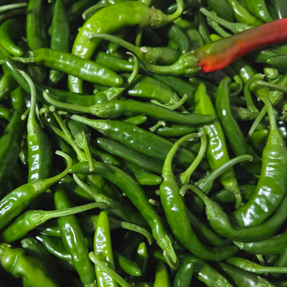 못생겨도 핫한 국내산 못난이 청양고추 1kg, 1개 - 상세 이미지 4