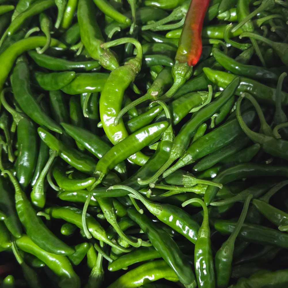 못생겨도 핫한 국내산 못난이 청양고추 1kg, 1개 이미지 6