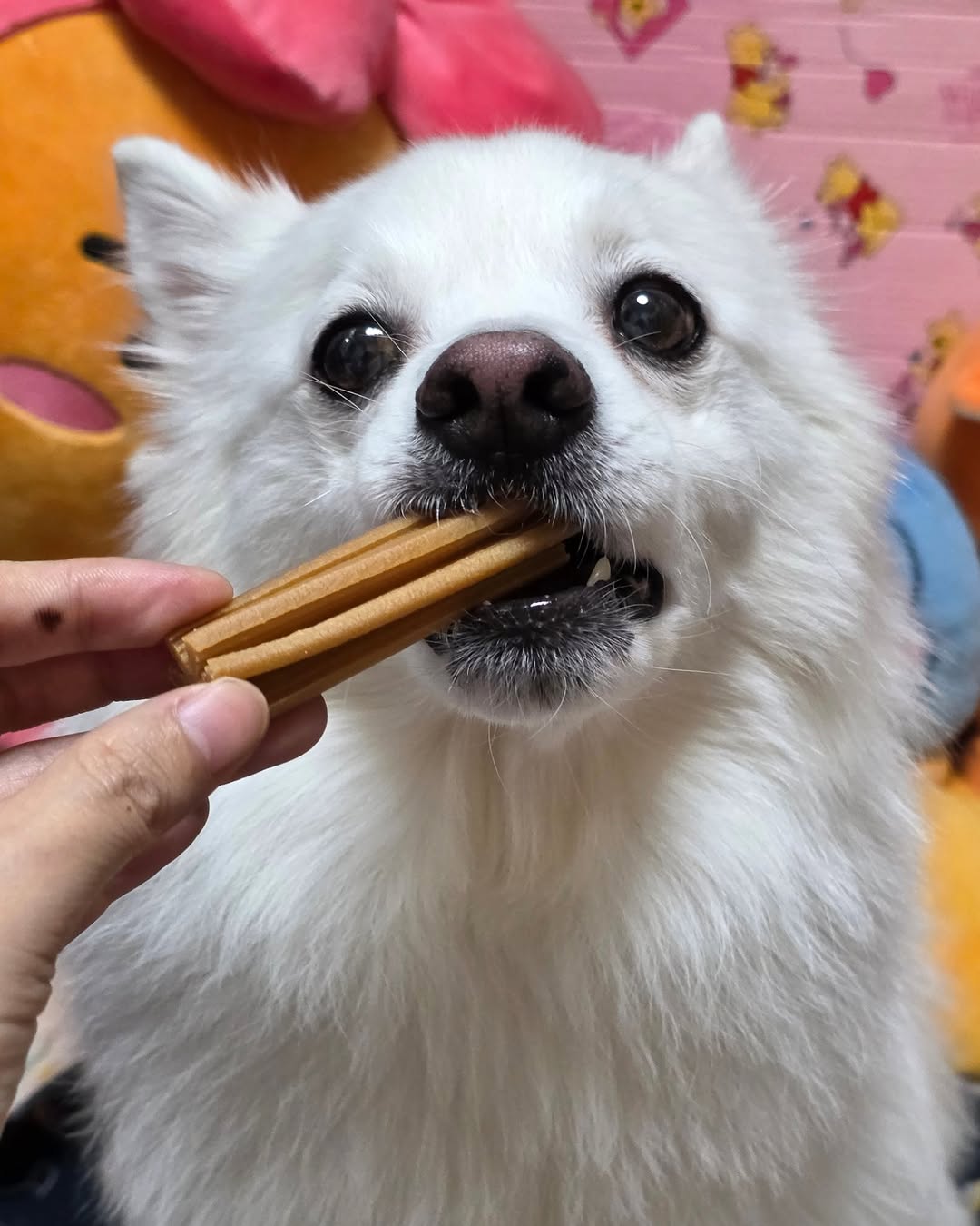 [5+5]견사돌 14P 강아지 간식 닭고기 치석제거 덴탈껌 영양제 개껌 10박스 - 상품 이미지