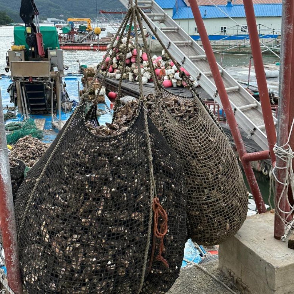통영 생굴 통영굴 깐 굴 택배 1kg 봉지 세척 김장 남해안 산지직송 - 상세 이미지 5
