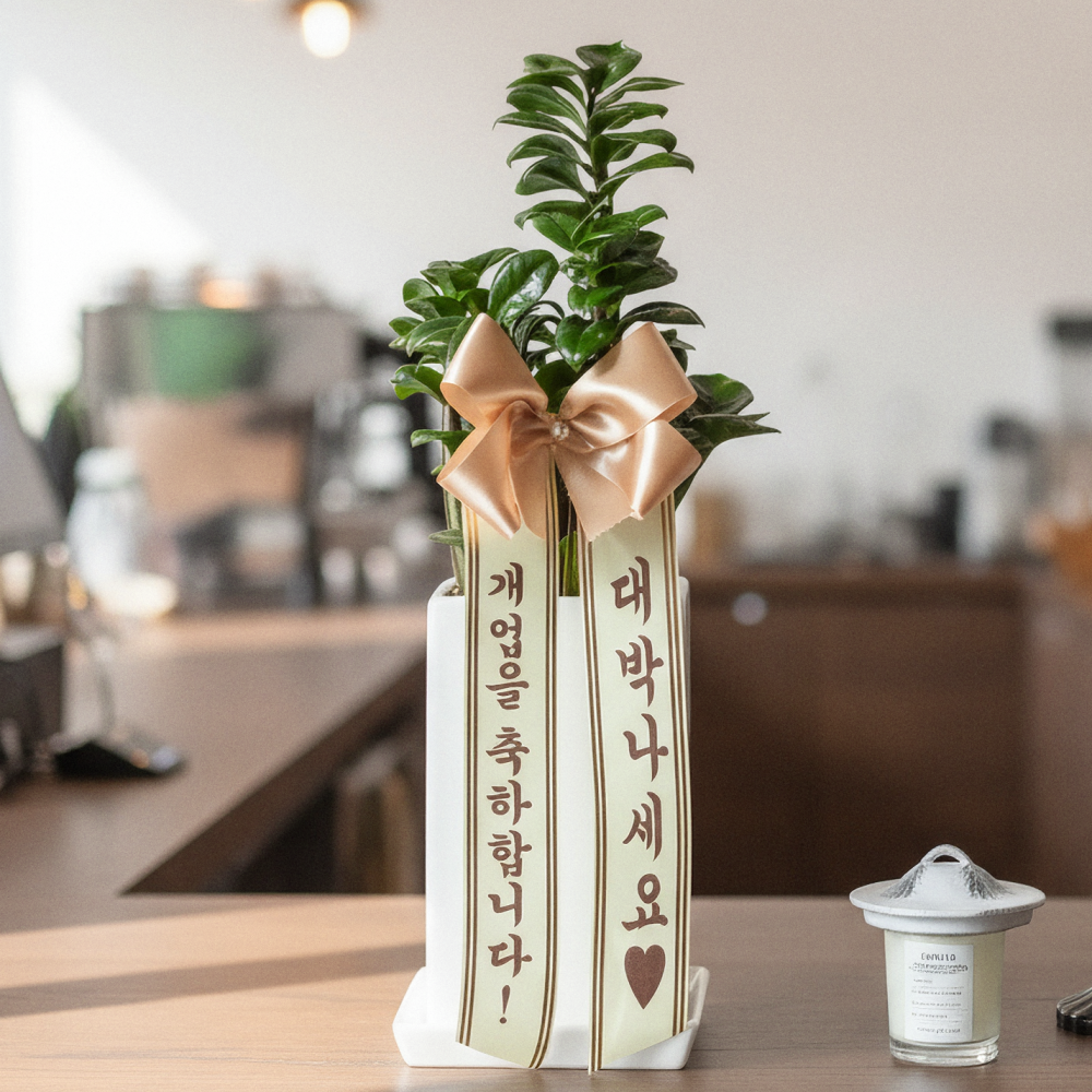 보석금전수 돈나무 개업 축하화분배달 개업식화분 선물 집들이 거실화분 꽃 인테리어식물 중소형