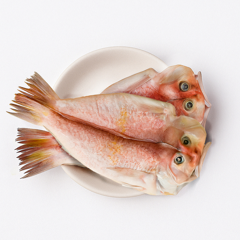제주 산지직송 반건조 참옥돔 대 특대 1kg~3kg - 상품 이미지