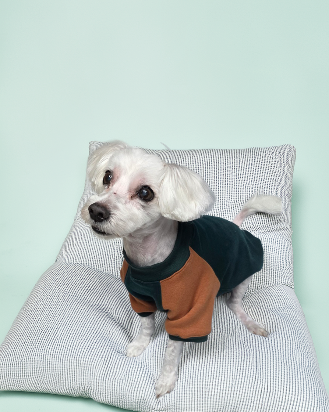 (펫 파브릭 앤코) 딥그린 브라운 투톤 강아지 맨투맨 포근한 기모원단 반려견옷 - 상세 이미지 2