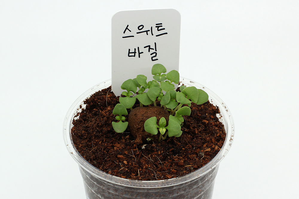 컵가든 스위트 바질 키우기 키트 식물키우기 씨앗키트 자연학습 틔움세상 이미지 6