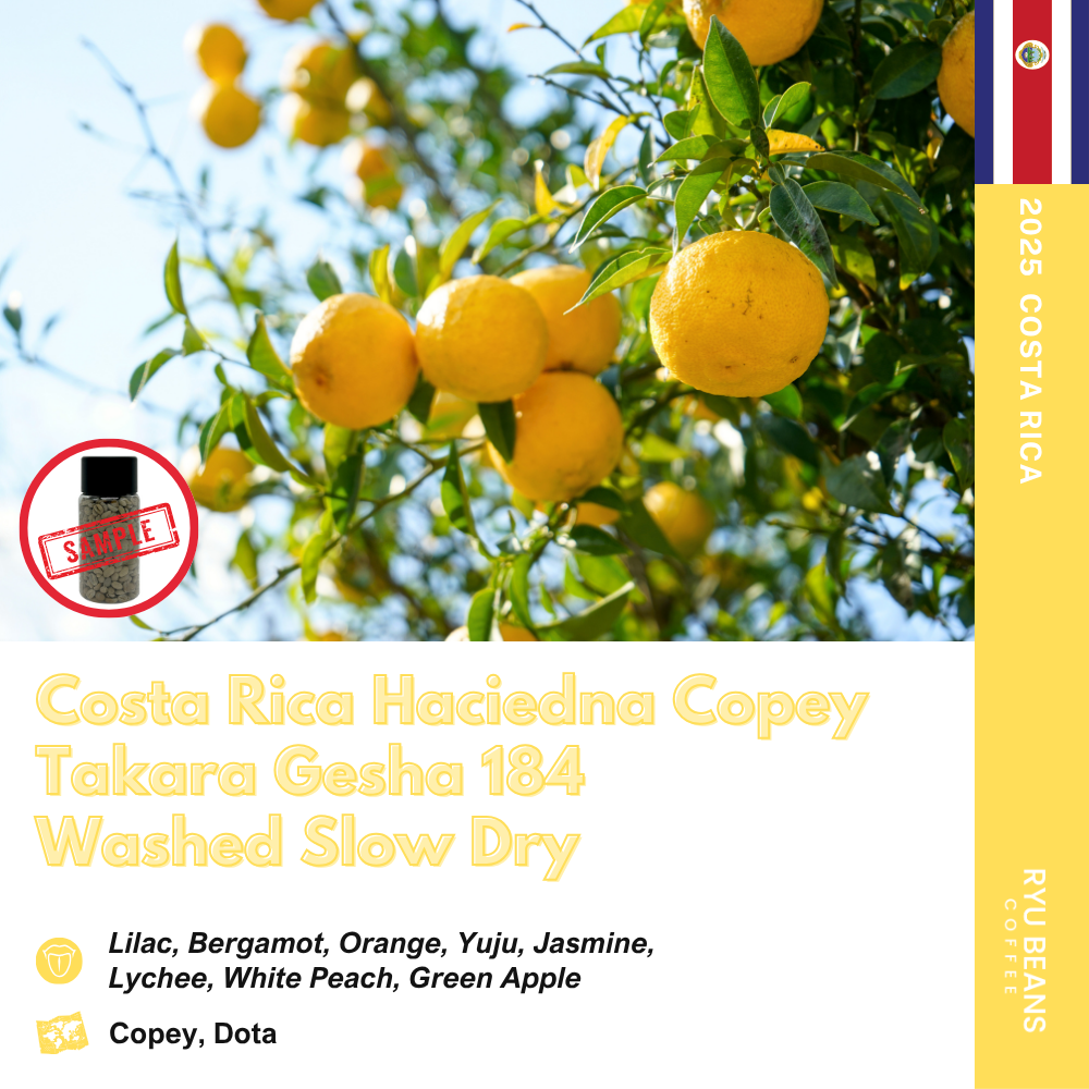 코스타리카 하시엔다 코페이 타카라 게이샤 워시드 Lot 184