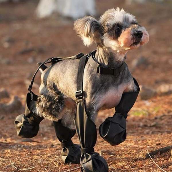 사계절 강아지 외출 신발 방수 반려동물 외출 신발 보호