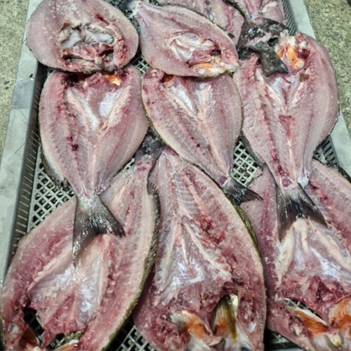 대마도 낚시 패키지 배편 좌석 숙박 민숙 렌터카 벵에돔 무늬오징어 자유낚시 낚시석 - 상세 이미지 4