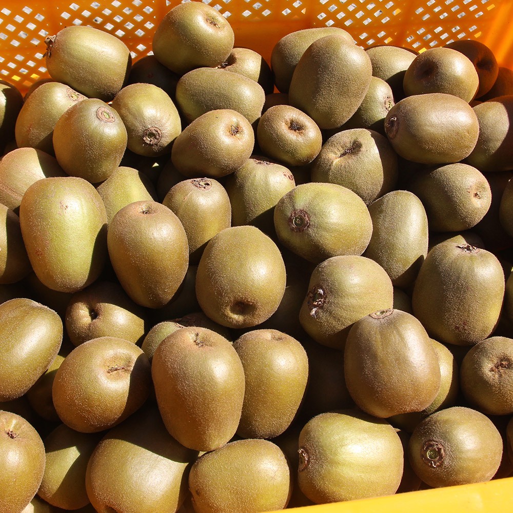 25년 햇 국내산 골드키위 특대과 2kg 5kg - 상세 이미지 2