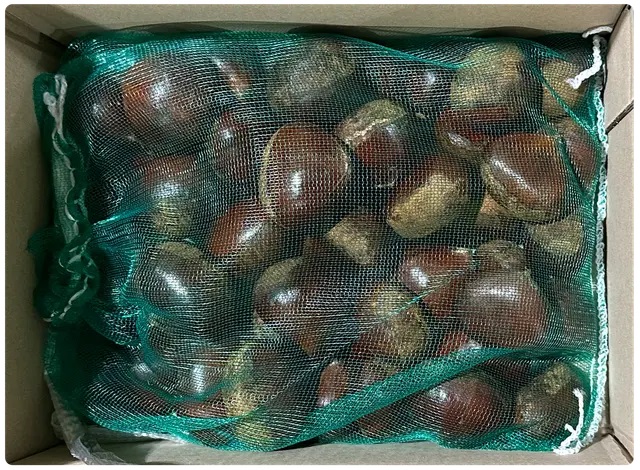 부여 햇밤 생율 생 왕밤 알밤 10kg, 1개 이미지 8