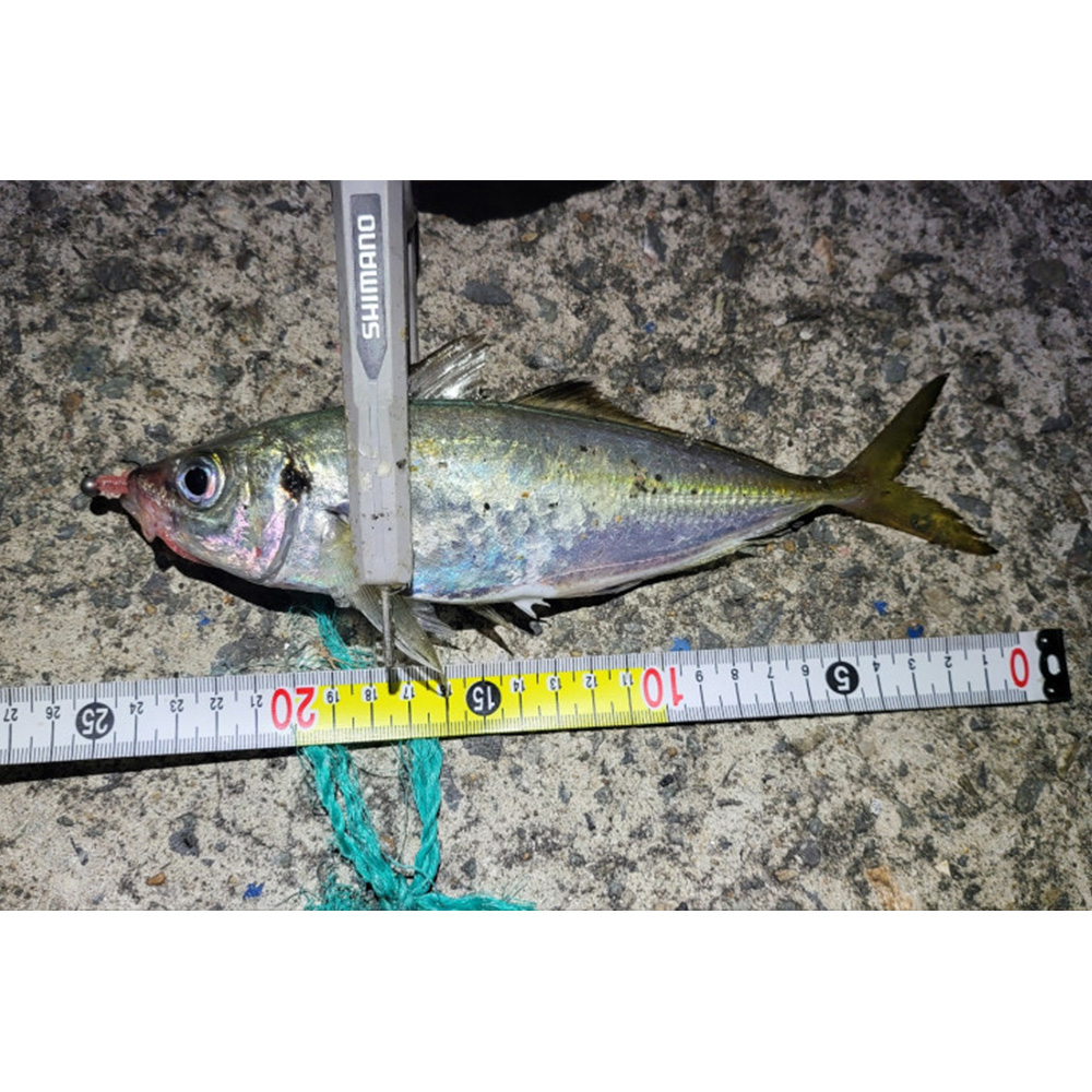 캣츠크로우 환도 아징웜 볼락웜 037 DD 핑크 펄, 6.3cm - 상세 이미지 3