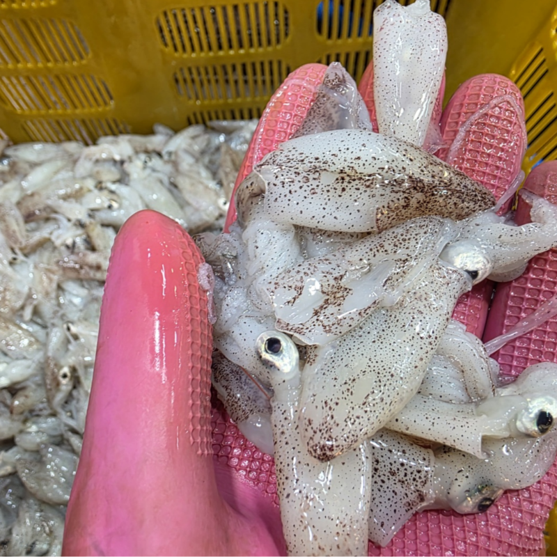 자연가득 생물 급냉 호래기 500g 60미 내외 - 상세 이미지 2