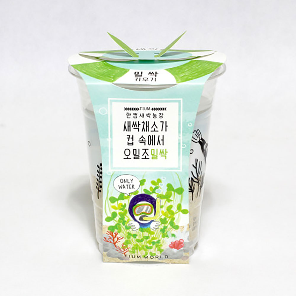 한컵새싹농장 밀싹 키우기 키트 식물키우기 씨앗키트 자연학습 틔움세상 - 상세 이미지 3