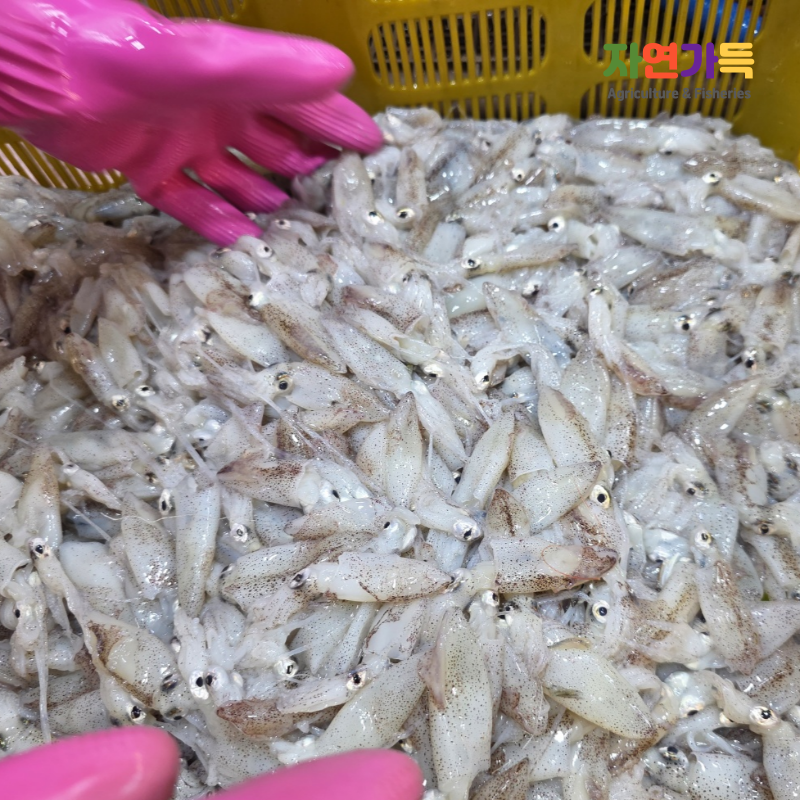 자연가득 생물 급냉 호래기 500g 60미 내외 - 상품 이미지