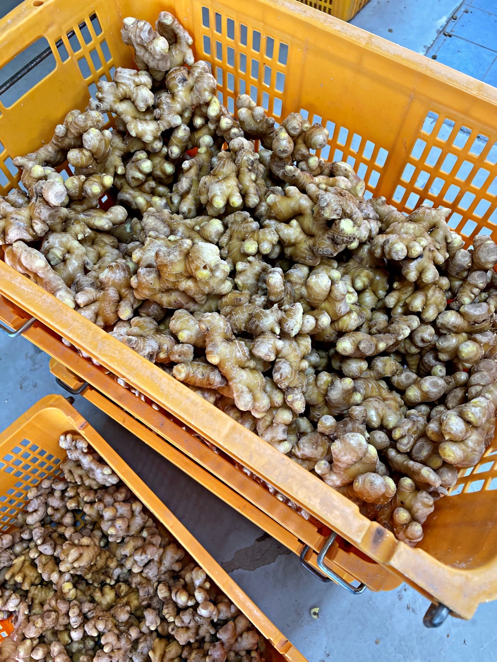햇생강 흙생강 3kg 5kg 10kg 비세척 세척 경북 영주 봉화 가정용 특품 - 상세 이미지 3