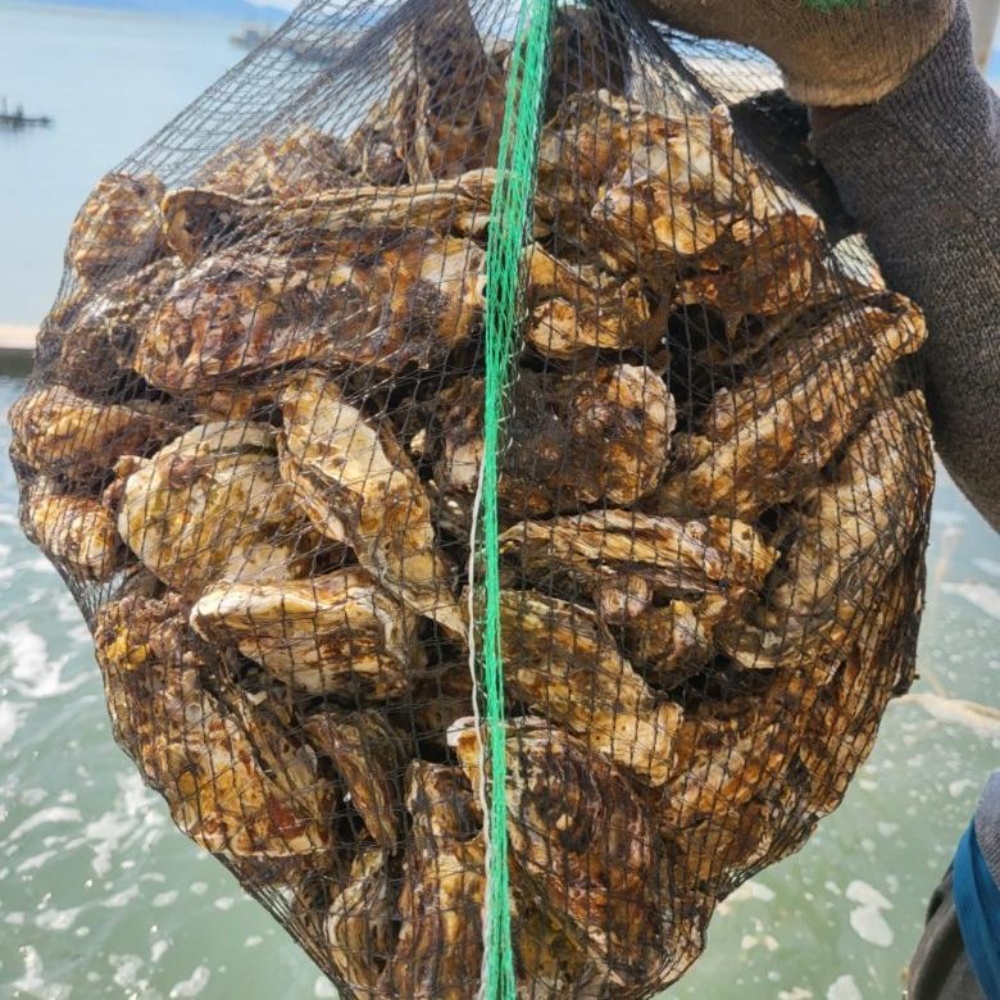 통영햇굴 세척 통영굴택배 굴철 각굴 석화 제철 구이 석화찜 횟감 굴회 10kg, 1개 - 상세 이미지 2