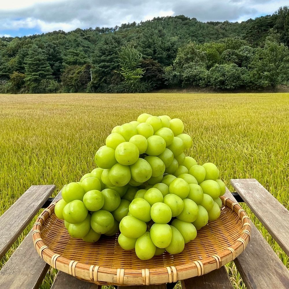 샤인머스캣 2kg 4kg 새벽농원 산지직송 당도보장 가정용 선물용 청포도 연말과일선물 - 상세 이미지 4