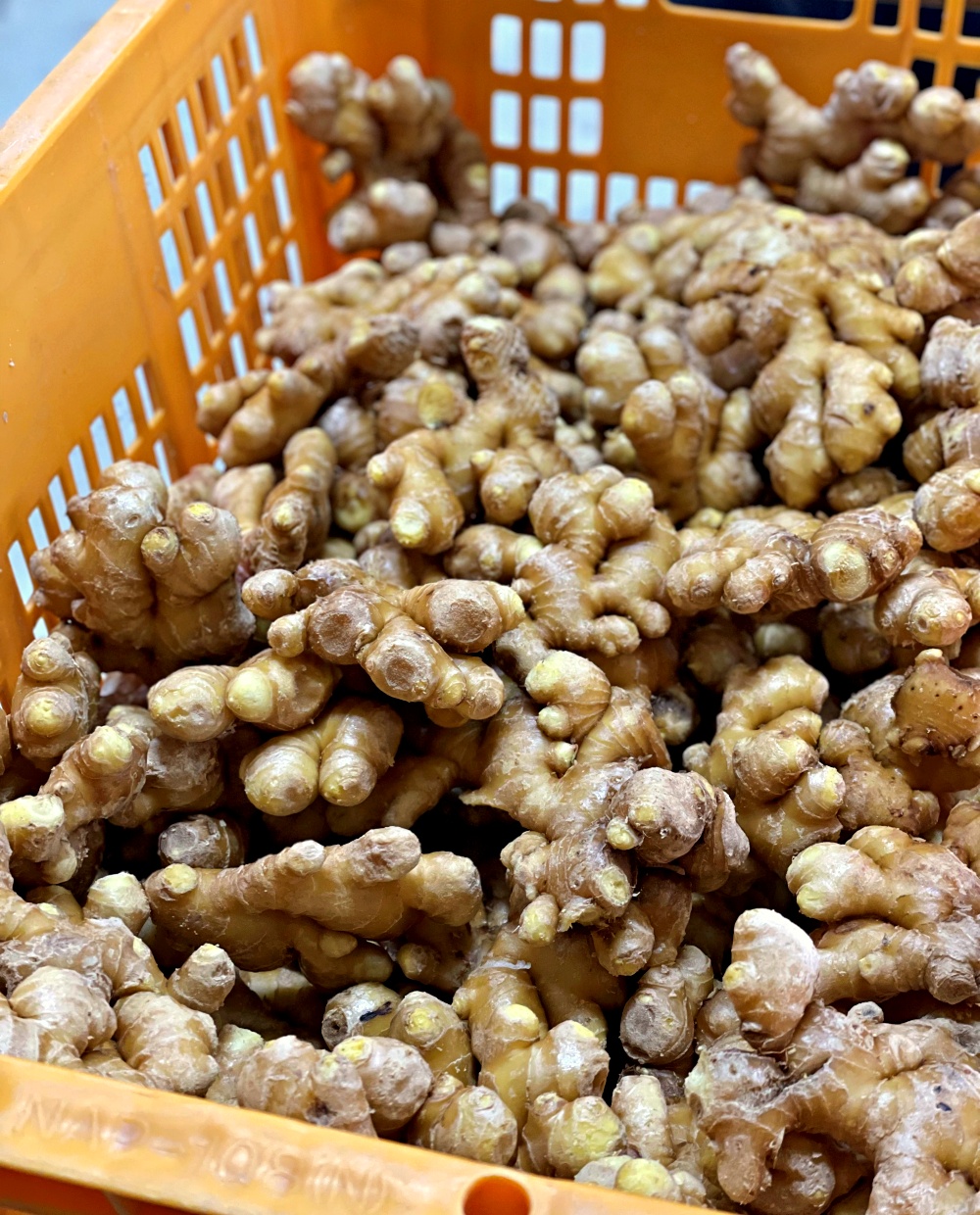햇생강 흙생강 3kg 5kg 10kg 비세척 세척 경북 영주 봉화 가정용 특품 - 상세 이미지 2