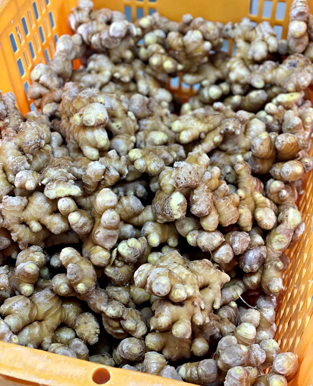 햇생강 흙생강 3kg 5kg 10kg 비세척 세척 경북 영주 봉화 가정용 특품 - 상세 이미지 4