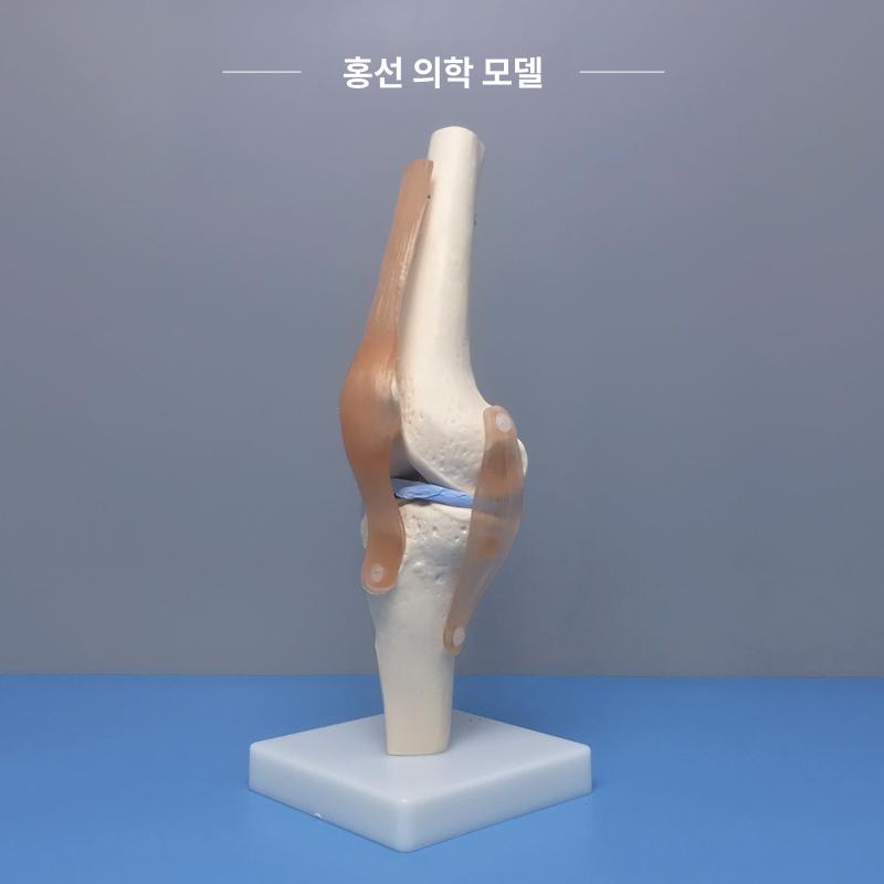 무릎 관절 모형 병원 해부학 골격 인체 교육용 시뮬레이션 정형외과 뼈대 교구 단일 항목 - 상세 이미지 3