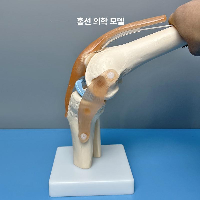 무릎 관절 모형 병원 해부학 골격 인체 교육용 시뮬레이션 정형외과 뼈대 교구 단일 항목 - 상세 이미지 5