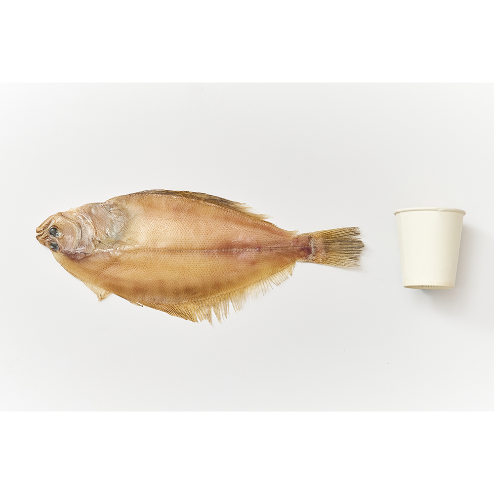 [전국식탁] 가자미 대 180~210g 프리미엄 반건조 생선 1팩 포장 냉동보관 - 상세 이미지 4