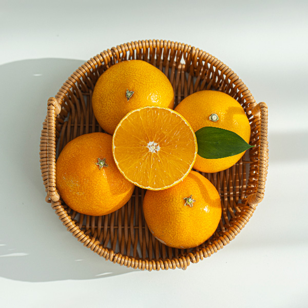 제주 고당도 황금향 1.5kg 감귤 타이백귤 제철수확 당일산지직송 이미지 7