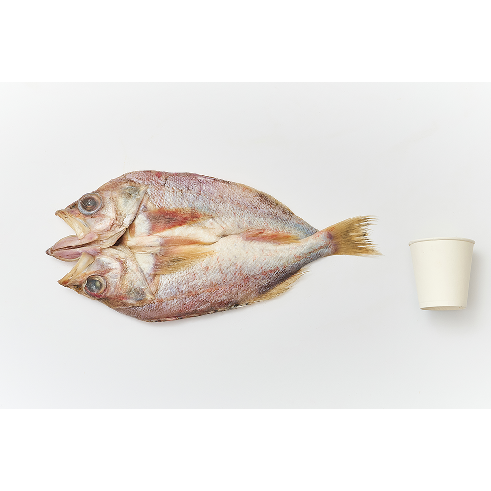 [전국식탁] 장문볼락 대 450~600g 프리미엄 반건조 생선 1팩 포장 냉동보관 - 상세 이미지 3