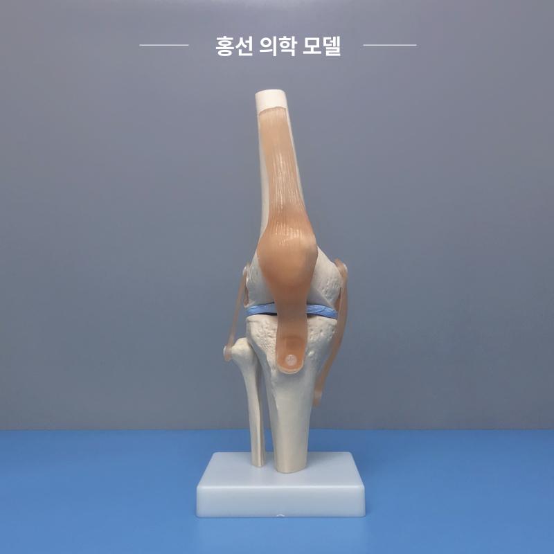 무릎 관절 모형 병원 해부학 골격 인체 교육용 시뮬레이션 정형외과 뼈대 교구 단일 항목 - 상세 이미지 2