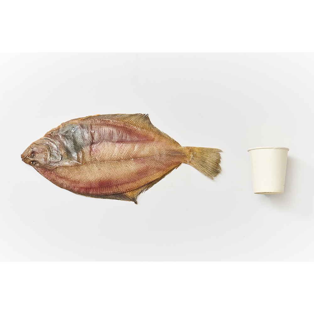 [전국식탁] 가자미 대 180~210g 프리미엄 반건조 생선 1팩 포장 냉동보관 - 상세 이미지 2