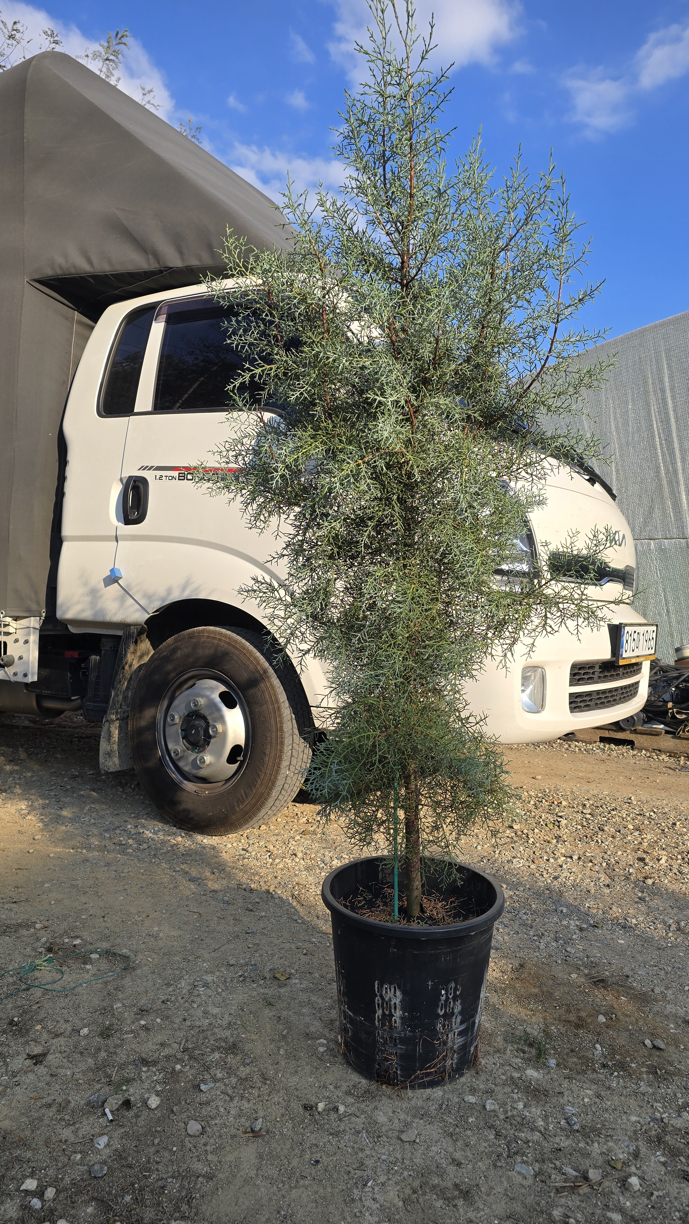 30호 대품 목대굵은 블루아이스 외목대 엘사트리 크리스마스트리나무 제품 이미지