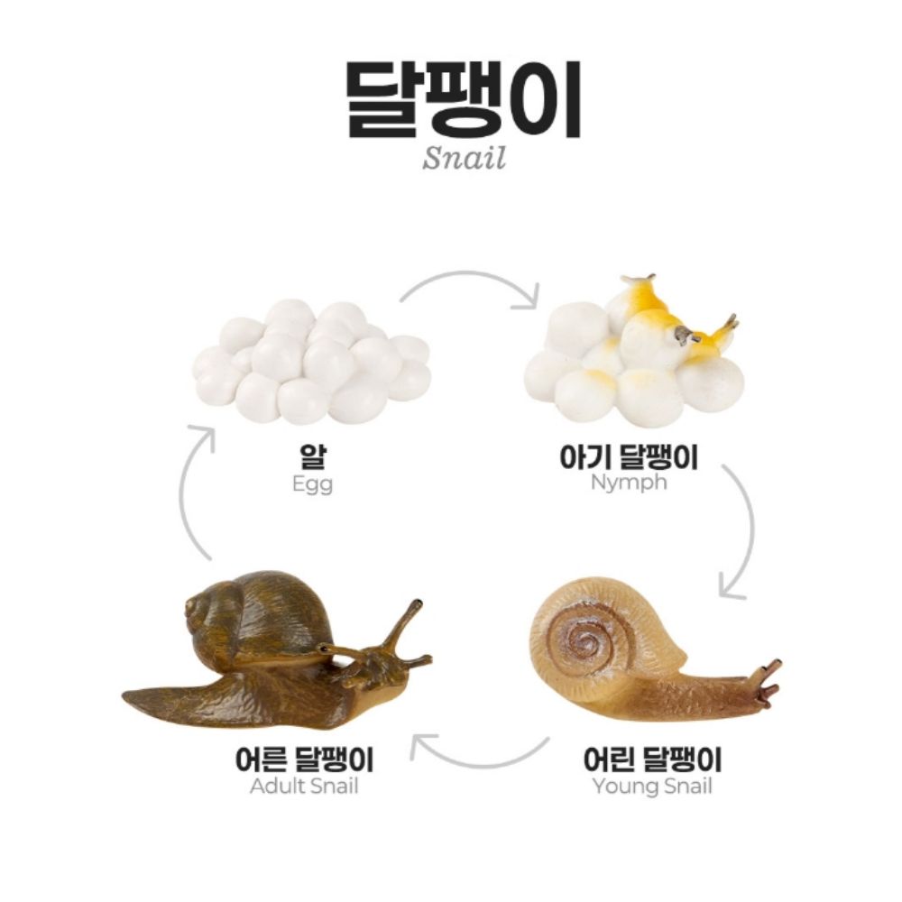 자연관찰 모형 동물 식물 성장과정 피규어 활동지 세트 이미지 8