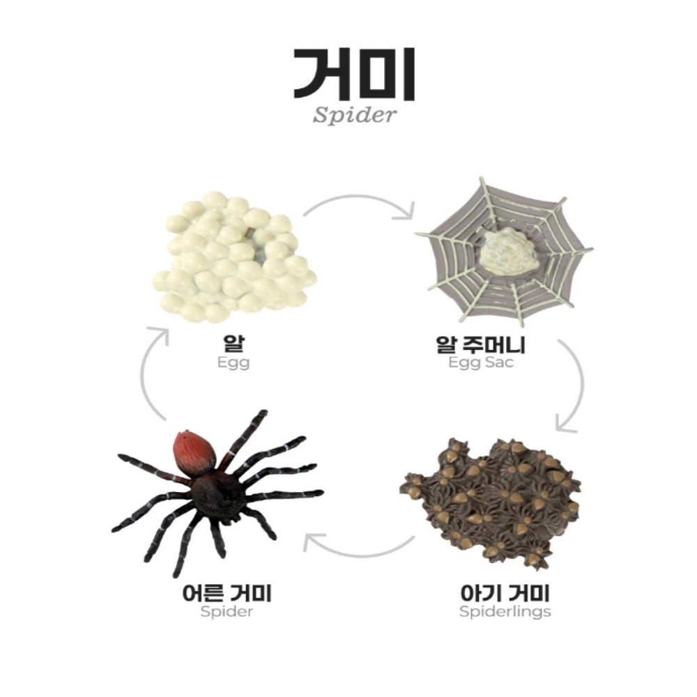 자연관찰 모형 동물 식물 성장과정 피규어 활동지 세트 이미지 7