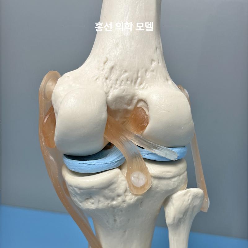 무릎 관절 모형 병원 해부학 골격 인체 교육용 시뮬레이션 정형외과 뼈대 교구 단일 항목 - 상세 이미지 4