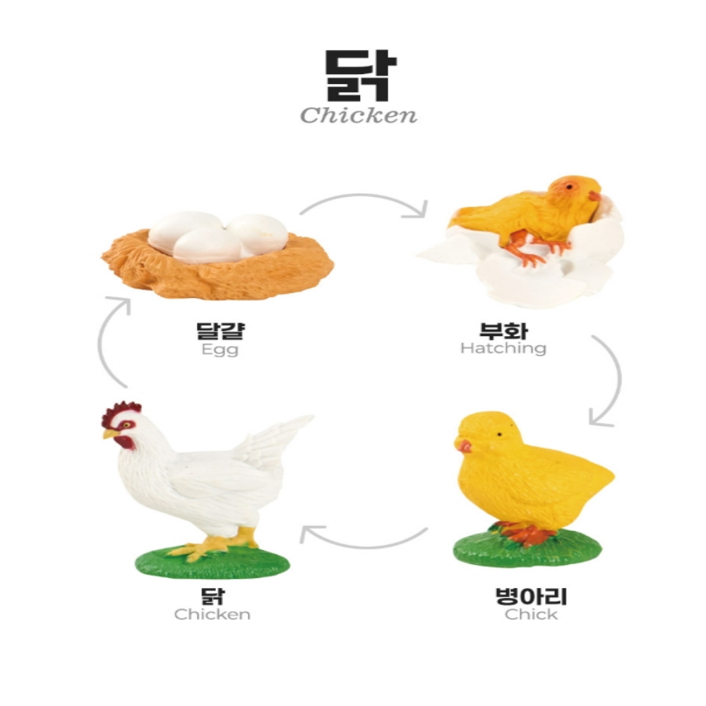 자연관찰 모형 동물 식물 성장과정 피규어 활동지 세트 이미지 6