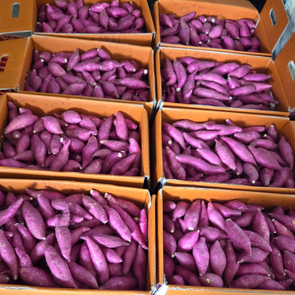 25년 황토 햇 꿀 고구마 베니하루카 한입 호박밤고구마 익산 탑마루 2kg, 1개 - 상품 이미지