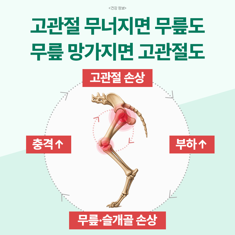 닥터바이 강아지 관절 영양제 슬개골 탈구 무릎 고관절 케어 절뚝거림 힙앤조인트스위프트, 120캡슐, 1개