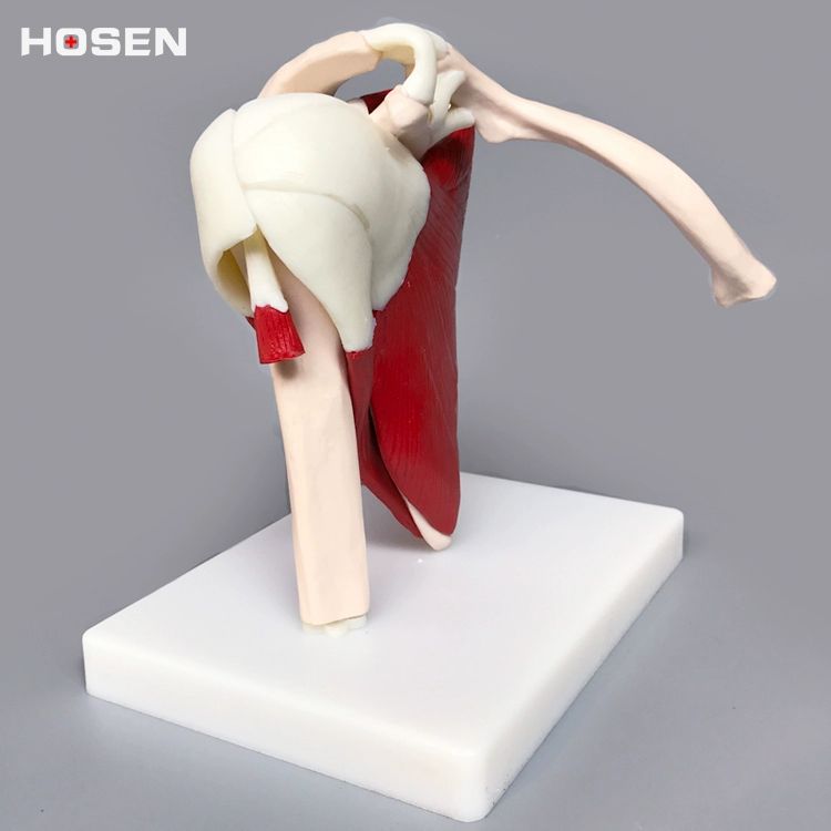 어깨 관절 모형 근육 교구 골격 교육용 구조 해부학 시뮬레이션 병원 인체 뼈대 단일 항목 - 상세 이미지 3