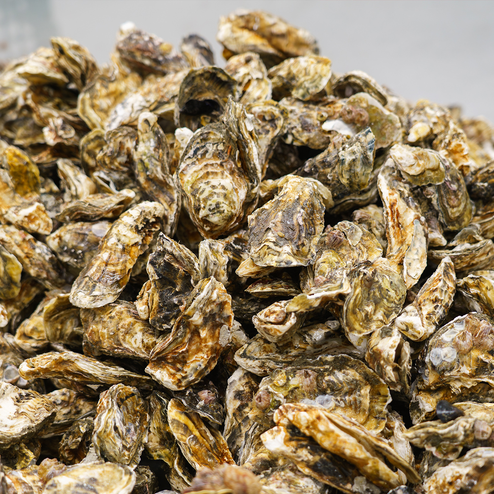 생글생굴 통영 생굴 제철 굴 1kg 하프셀 석화 각굴 냉동굴