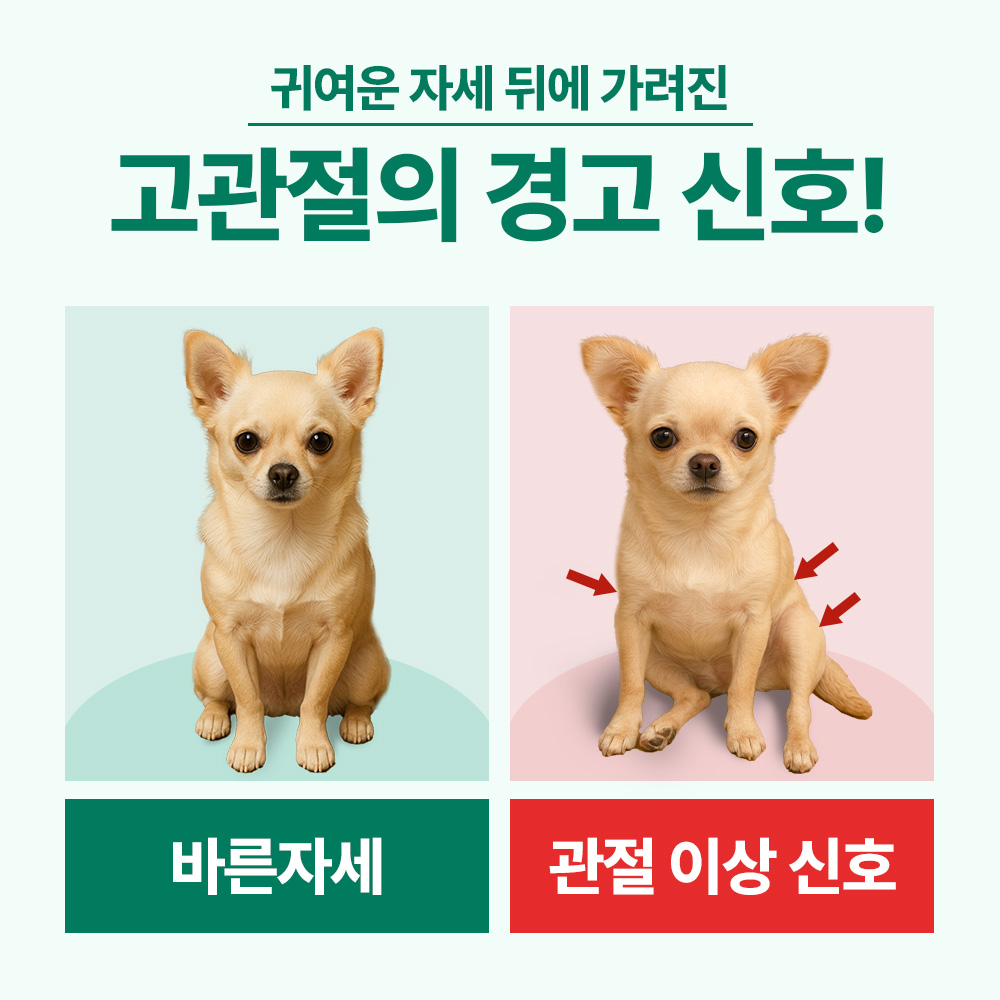 닥터바이 강아지 관절 영양제 슬개골 탈구 무릎 고관절 케어 절뚝거림 힙앤조인트스위프트, 120캡슐, 1개