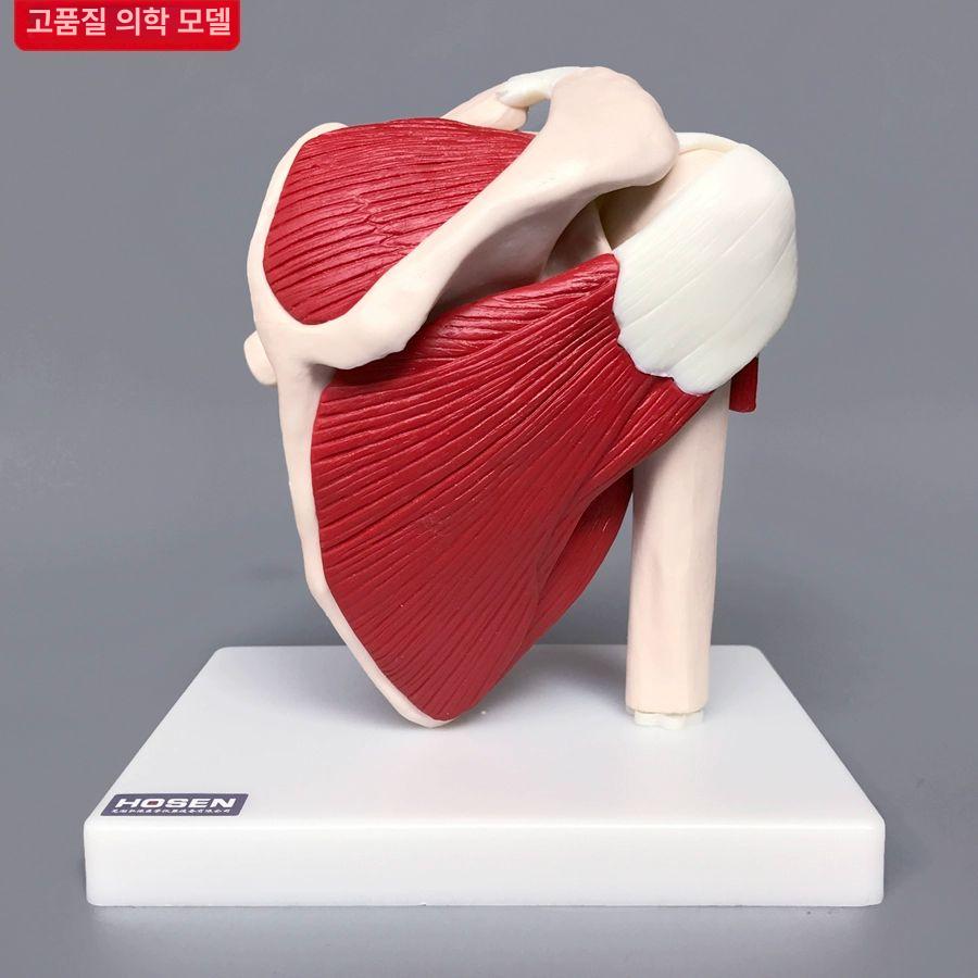 어깨 관절 모형 근육 교구 골격 교육용 구조 해부학 시뮬레이션 병원 인체 뼈대 단일 항목 - 상세 이미지 2